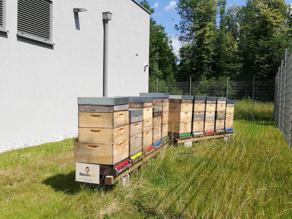 conova übernimmt Bienenpatenschaft